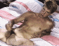 45.gif