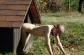 chien18.jpg
